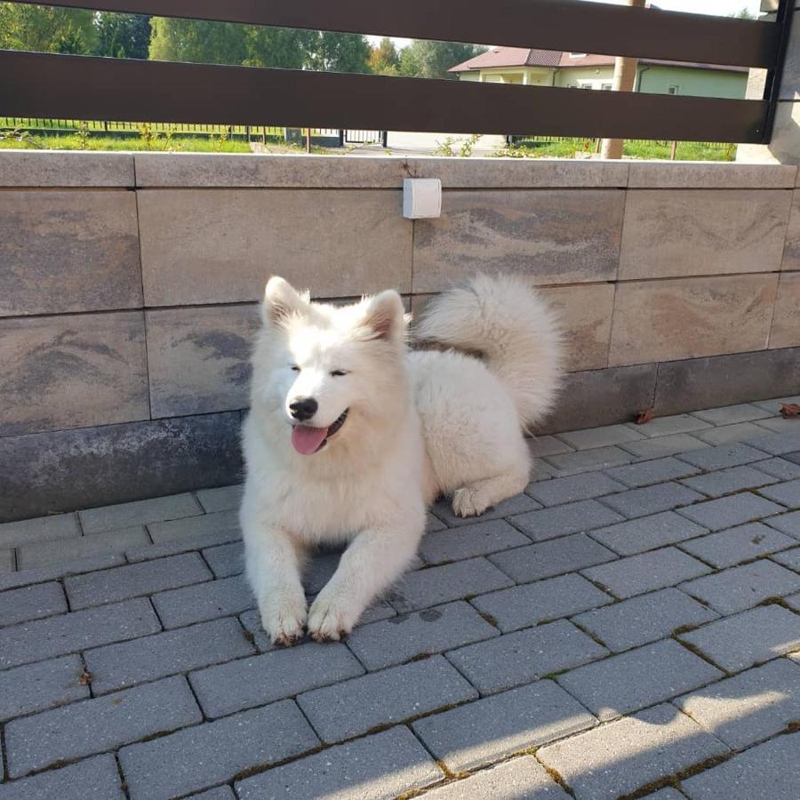 Aris Pokoje Goscinne Wojnicz 외부 사진